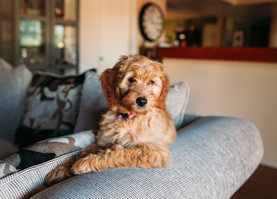 How to find the best furniture for you and your pets